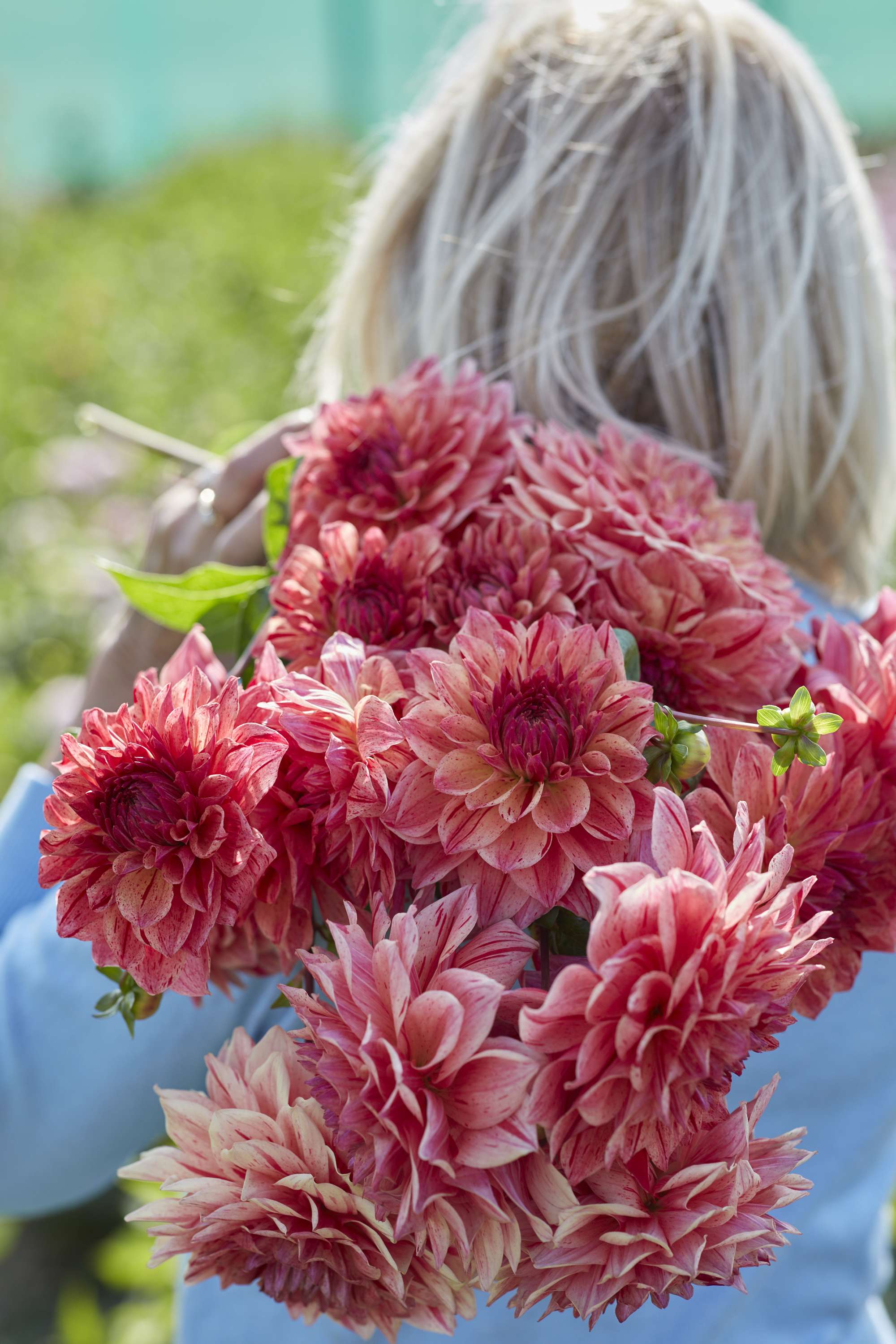 Dahlia 'Sturm Princess